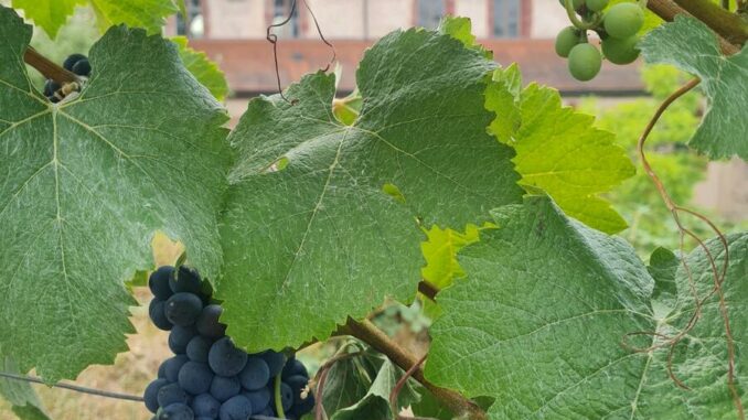 Weinwanderung rund um das Kloster Bronnbach am Sonntag, 11. September