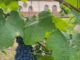 Weinwanderung rund um das Kloster Bronnbach am Sonntag, 11. September