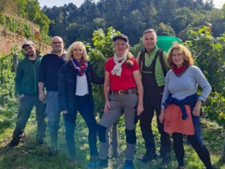 Weinlese am Josefsberg in Bronnbach abgeschlossen