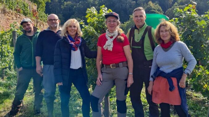 Weinlese am Josefsberg in Bronnbach abgeschlossen