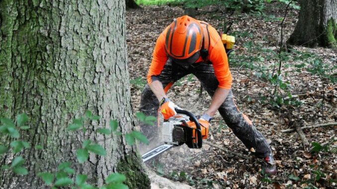 Baumfällarbeiten an K 2884 Brehmen - Buch - Sperrung ab Dienstag