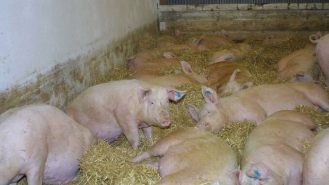 Schweinefachtagung am Freitag, 9. Dezember, in Bad Mergentheim