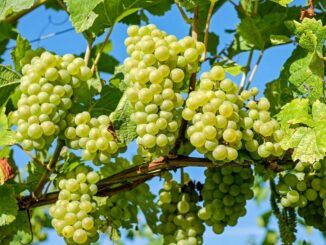 Aktuelle Themen im Weinbau - Vortragsabende in Beckstein und Dertingen für Winzer aus der Region