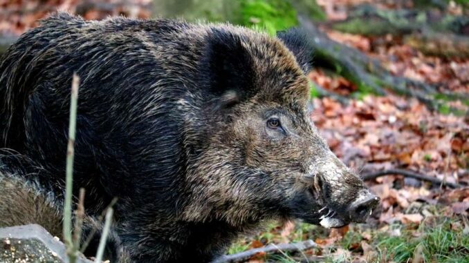 Entnahme von Trichinen bei Schwarzwild