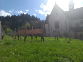 Den Frühling erleben in den Klosterweinbergen am Sonntag, 23. April