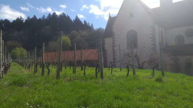 Den Frühling erleben in den Klosterweinbergen am Sonntag, 23. April