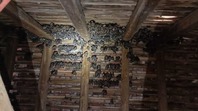 Fledermäuse in den Dächern von Bronnbach erleben