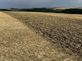 Landwirtschaftsamt und Partner veranstalten Feldtag am 18. August in Oberbalbach