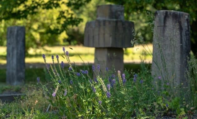 ++ Ökotipp | Naturnahe Grabgestaltung - So wird der Friedhof zur Oase für ...