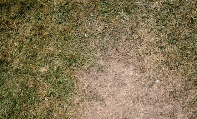 ++ Trockenheit und Rekordtemperaturen: Städte drohen zur Hitzefalle zu werden | ...