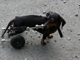 dog, sick, wheels