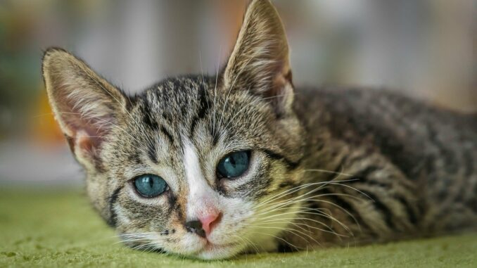 european shorthair, nature, cat