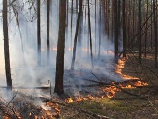 NABU: Zwanzig Prozent der ukrainischen Naturschutzgebiete bereits zerstört / Brände, ...