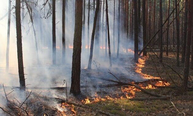 NABU: Zwanzig Prozent der ukrainischen Naturschutzgebiete bereits zerstört / Brände, ...