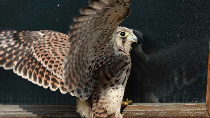 Ein Turmfalke krallt sich an einen Fensterrahmen aus Holz und weitet die Fluegel.