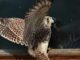 Ein Turmfalke krallt sich an einen Fensterrahmen aus Holz und weitet die Fluegel.