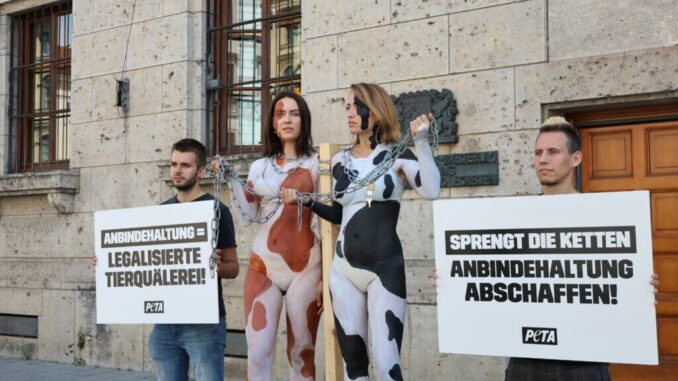 Miss Bayern, Carina Schätz, sowie Tierrechtsaktivistin und Model Anna Ritzinger und PETA-Aktive demonstrieren in Kuh-Bodypainting gegen Anbindehaltung.