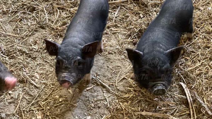 Tierische Helden in Charkiw: Animal Rescue Kharkiv rettet Schweinebabys aus apokalyptischer Umgebung