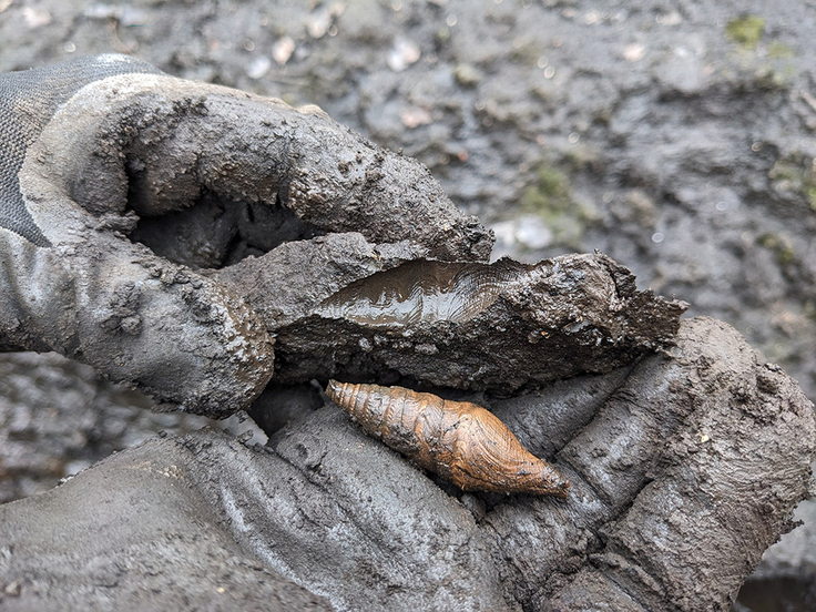 Zum Tag des Geotops können Besucher in der Fossiliengrube Twistringen Schnecken, Muscheln und Haizähne aus der Ur-Nordsee suchen.