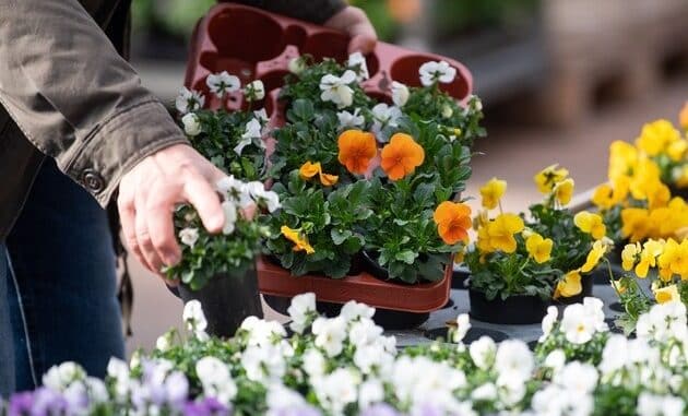 ++ BUND-Zierpflanzentest: Giftfalle im Blumentopf – Einige „bienenfreundliche“ ...