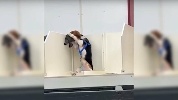 Video: Beagle für Tierversuche in Inhalationsmasken gezwängt