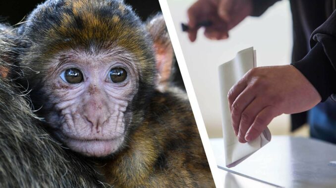 Bundestagswahlen 2025: Wahlprogramme im Tierschutz-Check