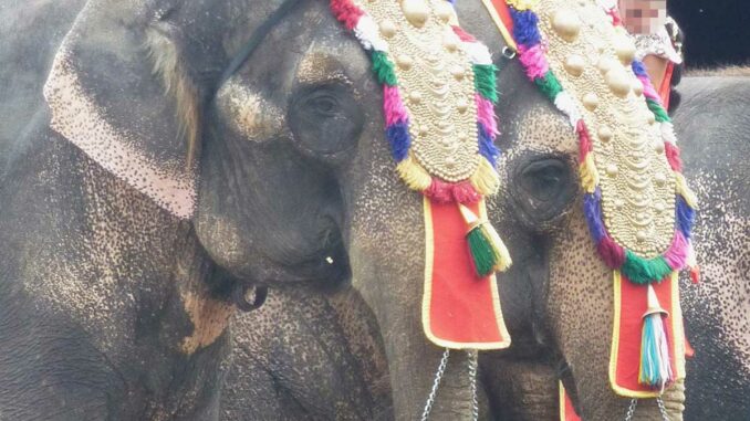 Trotz Kritik: Circus Krone verweigert Elefanten den Ruhestand