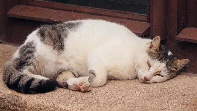 Eine Katze liegt auf dem Boden.