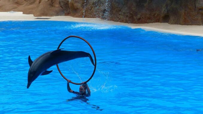 Erfolg: Europas größter Meereszoo Marineland d’Antibes schließt