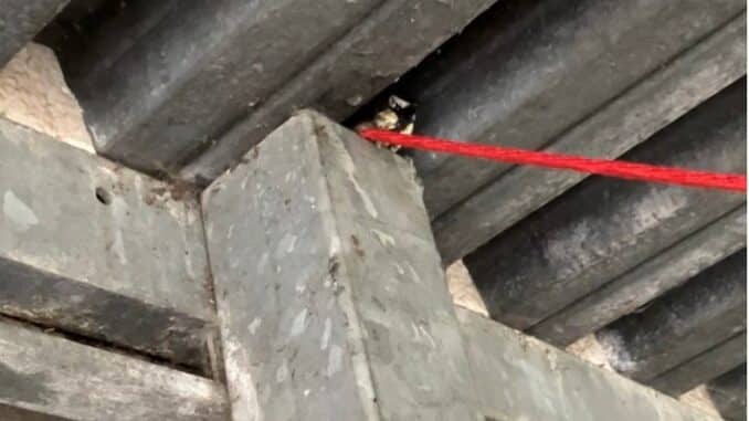 FF Bad Salzuflen: Kuriose Tierrettung: Feuerwehr Bad Salzuflen baut &quot;Aufzug&quot; für heruntergefallene Meise