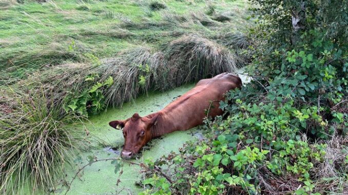 FFW Schiffdorf: Feuerwehr rettet Rind aus Graben - Unterstützung durch landwirtschaftliche Maschine