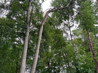 FFW Schiffdorf: Sturmtief ,,Poly'' sorgt für einsatzreichen Tag im Gemeindegebiet Schiffdorf