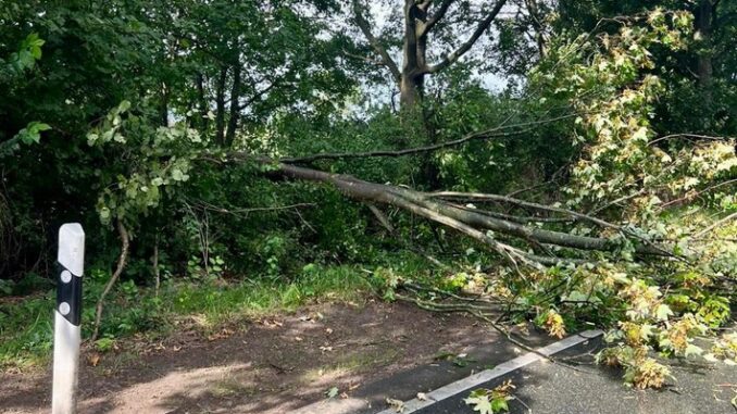 FW Alpen: Baum auf Fahrbahn gestürzt