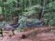 FW-BN: Waldbrand im Ennert