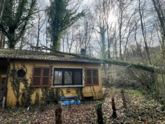 FW-BO: Entwurzelter Baum stürzt auf Haus