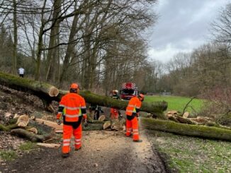 FW-BO: Umgestürzter Baum Am Wiesengrund