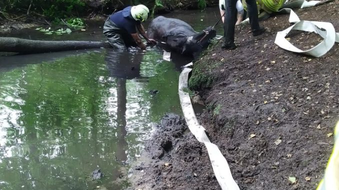 FW-BOT: Tierrettung im Wald