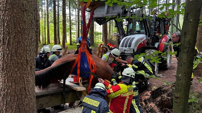 FW Bad Säckingen: Tierrettung - Pferd eingebrochen