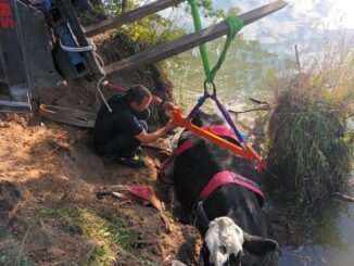 FW Borgentreich: Großtierrettung für die Feuerwehr Borgentreich