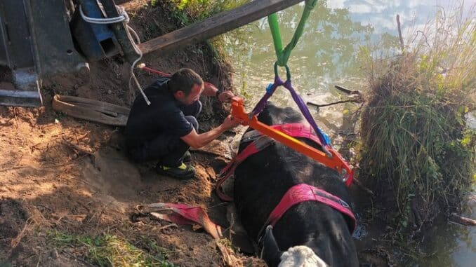 FW Borgentreich: Großtierrettung für die Feuerwehr Borgentreich