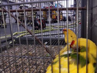 FW Bremerhaven: Feuer mit Menschenleben in Gefahr.