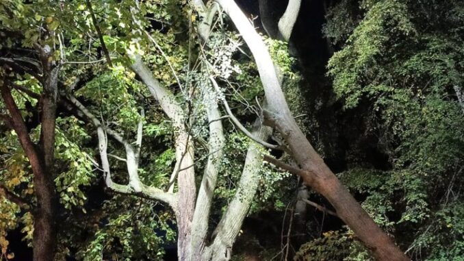 FW Celle: Baum droht zu fallen