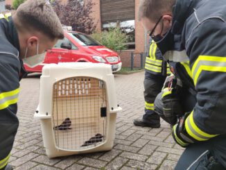FW Celle: Celler Feuerwehr rettet zwei Vögel aus Schornstein