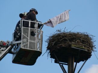 FW Celle: Celler Feuerwehr unterstützt Weißstorchbeauftragten - Jungstörche beringt