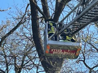 FW Celle: Celler Feuerwehr weiter tierisch gefordert!