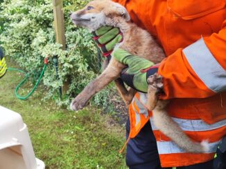 FW Celle: Fuchs steckt fest - Celler Feuerwehr kommt zur Hilfe!