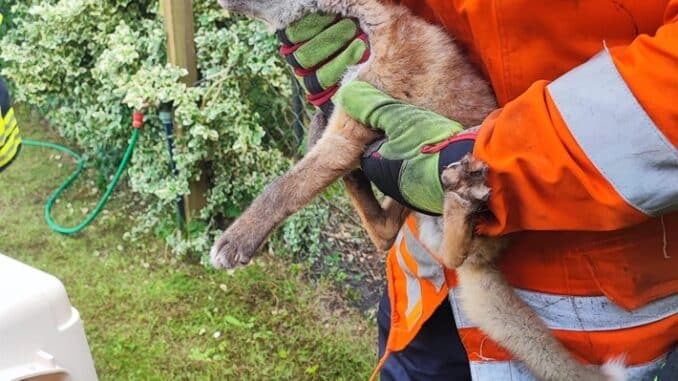 FW Celle: Fuchs steckt fest - Celler Feuerwehr kommt zur Hilfe!