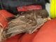 FW Celle: Haushaltsunfall in Vogelwohnung - Celler Feuerwehr rettet Spatz!