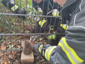 FW Celle: Igel steckt fest - Celler Feuerwehr rettet Igel aus misslicher Lage