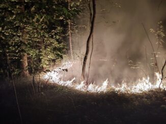 FW Celle: Waldbrand in Westercelle